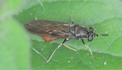 Hermetia relicta