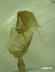Autographa rubidus