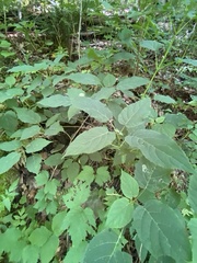 Aspilanta hydrangaeella