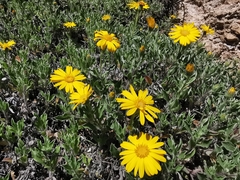 Heterotheca mucronata