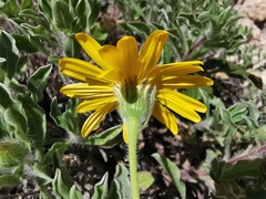 Heterotheca mucronata