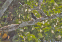 Pachyramphus surinamus