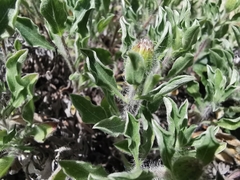 Heterotheca mucronata