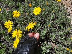 Heterotheca mucronata