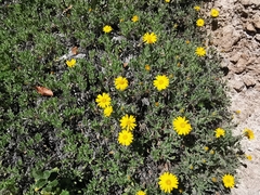 Heterotheca mucronata