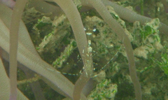 Periclimenes yucatanicus