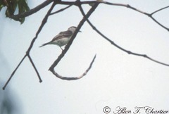 Xenopsaris albinucha