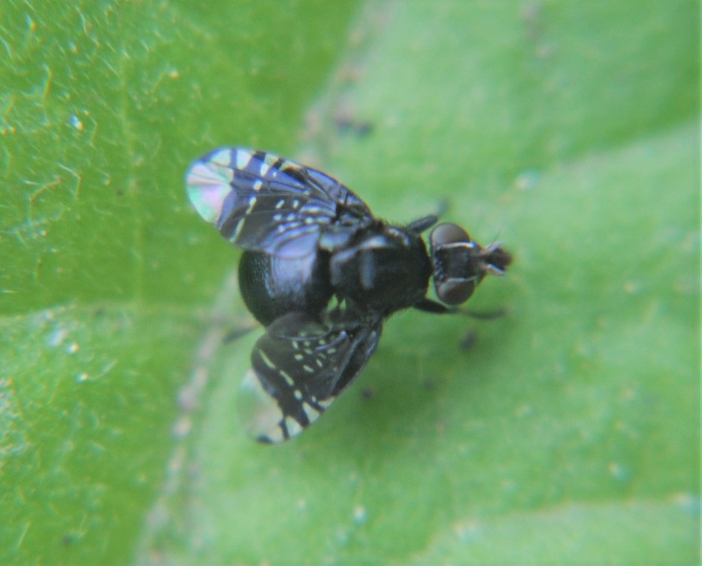 Amphicnephes stellatus