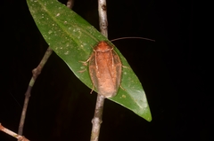 Brephallus fruhstorferi