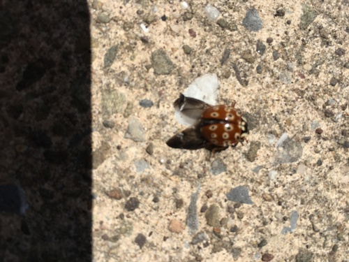 Eye-spotted Lady Beetle photographed in Pennsylvania