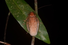 Brephallus fruhstorferi