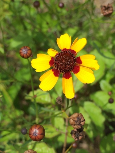 Coreopsis tinctoria