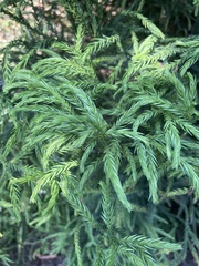 Cryptomeria
