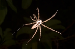 Dendrolycosa