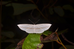 Heteralex rectilineata