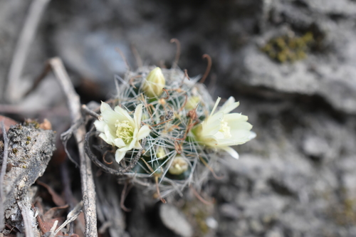 Painter's Cactus (Mammillaria painteri)