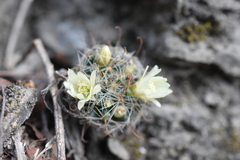 Painter's Cactus (Mammillaria painteri)