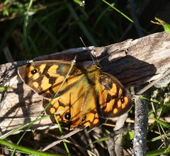 Heteronympha penelope