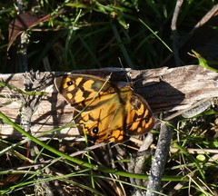 Heteronympha penelope