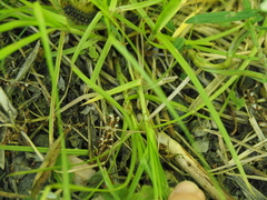 Carex cephaloidea