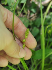 Carex cephaloidea