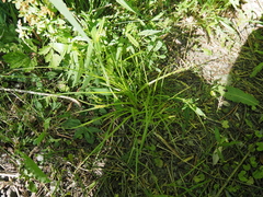 Carex cephaloidea