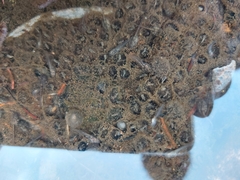 Pseudophryne bibronii