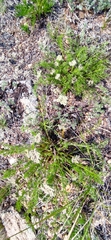 Ferulopsis hystrix