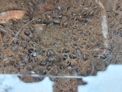 Pseudophryne bibronii