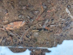 Pseudophryne bibronii