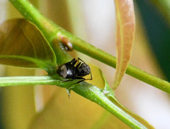 Dolichoderus bispinosus