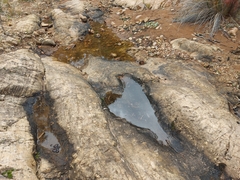 Pseudophryne bibronii