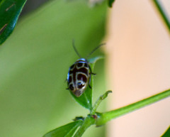 Exora olivacea