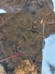 Pseudophryne bibronii