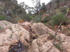 Pseudophryne bibronii