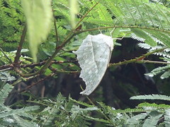 Protogoniomorpha parhassus