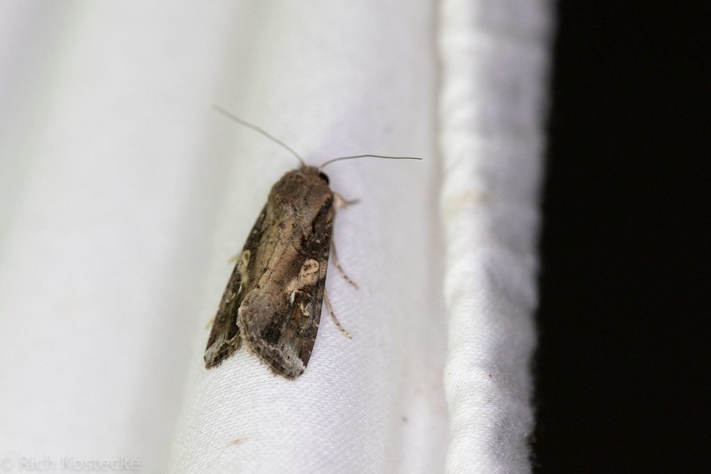Fall Armyworm Moth from Anderson Mill, Austin, TX 78750, USA on June 14 ...
