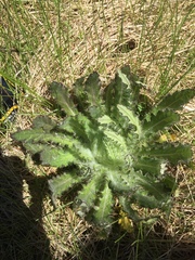 Cirsium foliosum