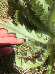 Cirsium foliosum