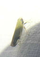 Deltanus bicolor