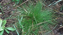 Isolepis setacea