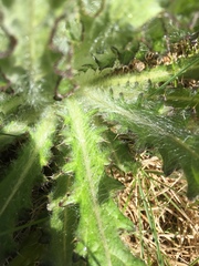 Cirsium foliosum