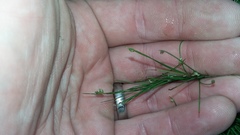 Isolepis setacea