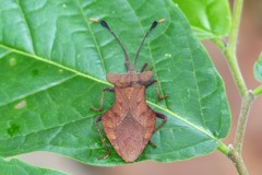 Dalader planiventris