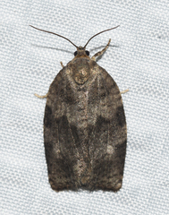 Choristoneura conflictana