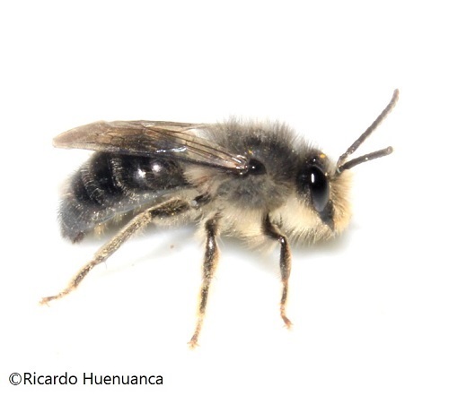 Policana