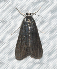 Parapoynx maculalis
