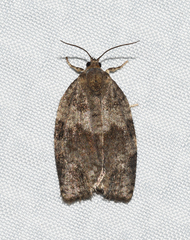 Choristoneura conflictana