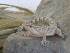 Phyllodactylus