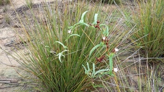 Convolvulus sagittatus